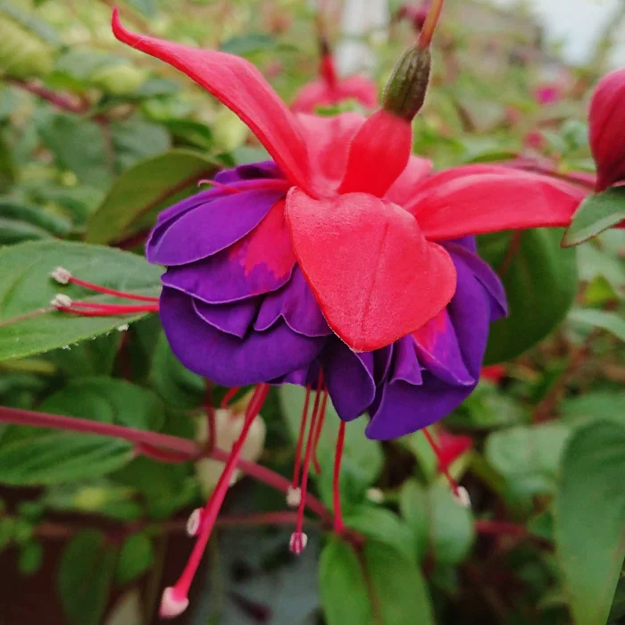 https://rostokmegion.ru/fuchsia