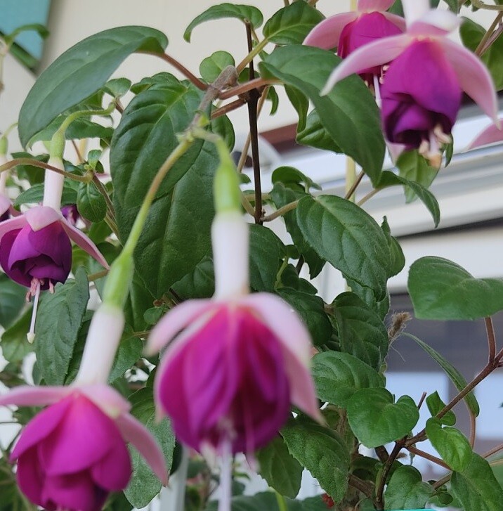 https://rostokmegion.ru/fuchsia