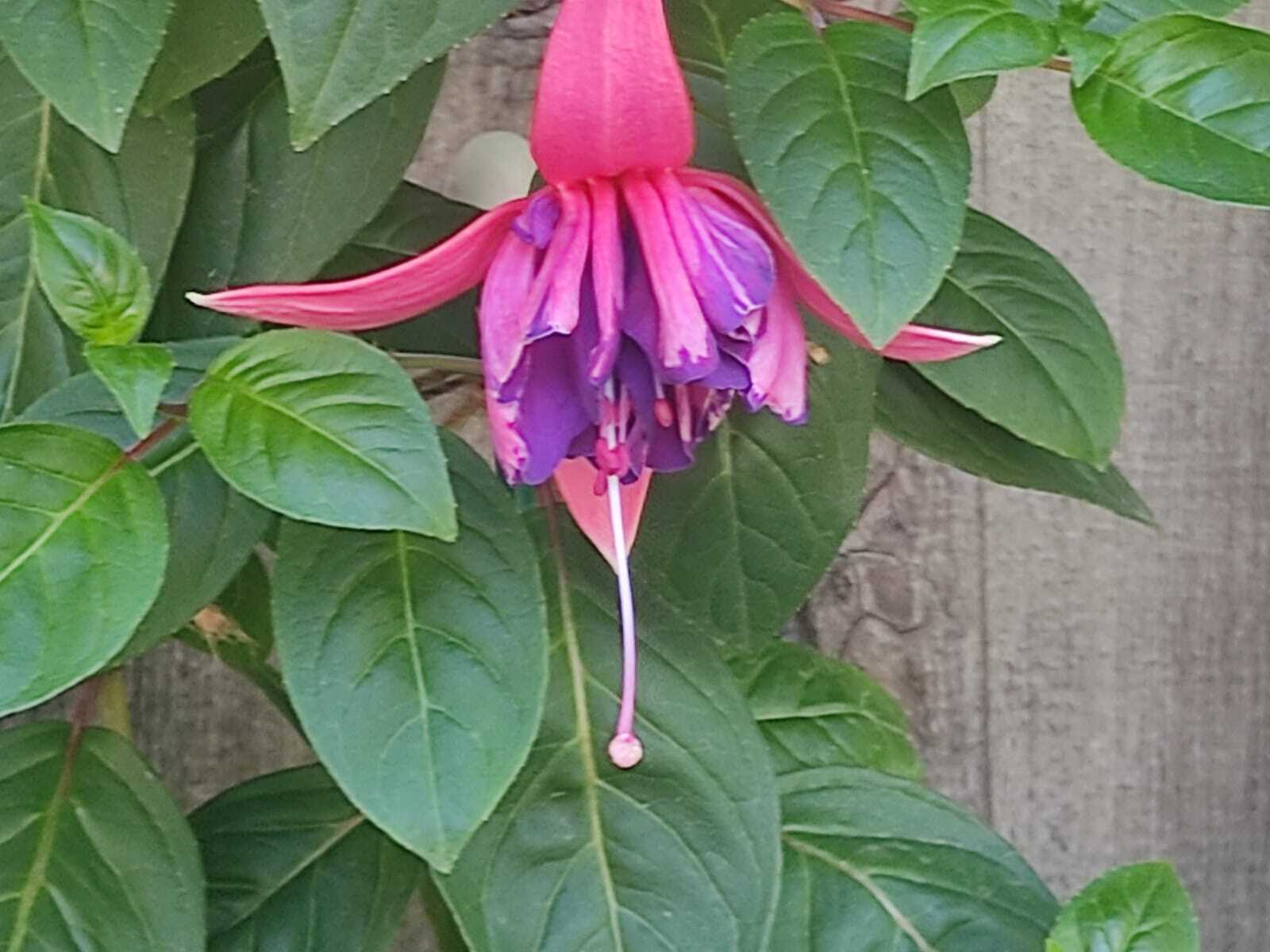 https://rostokmegion.ru/fuchsia
