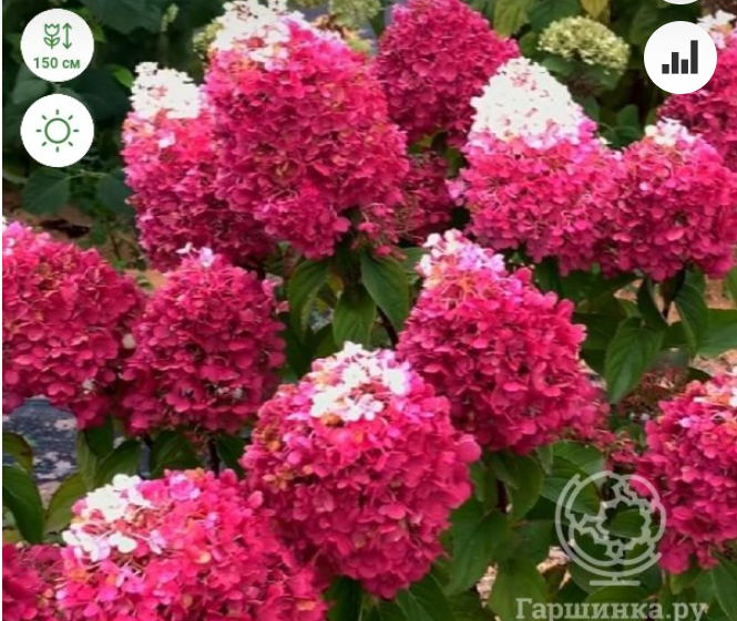 https://rostokmegion.ru/gortenziyStrawberry Blossom