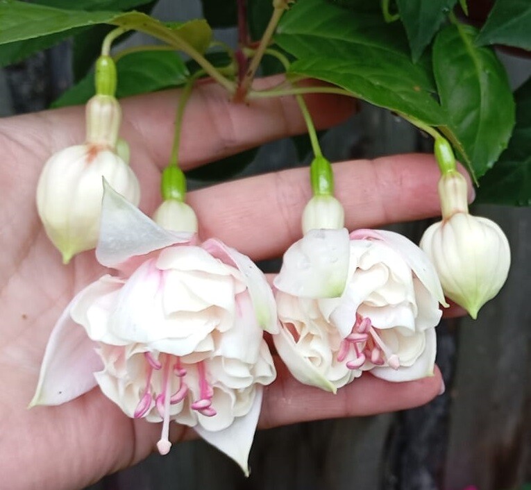 https://rostokmegion.ru/fuchsia