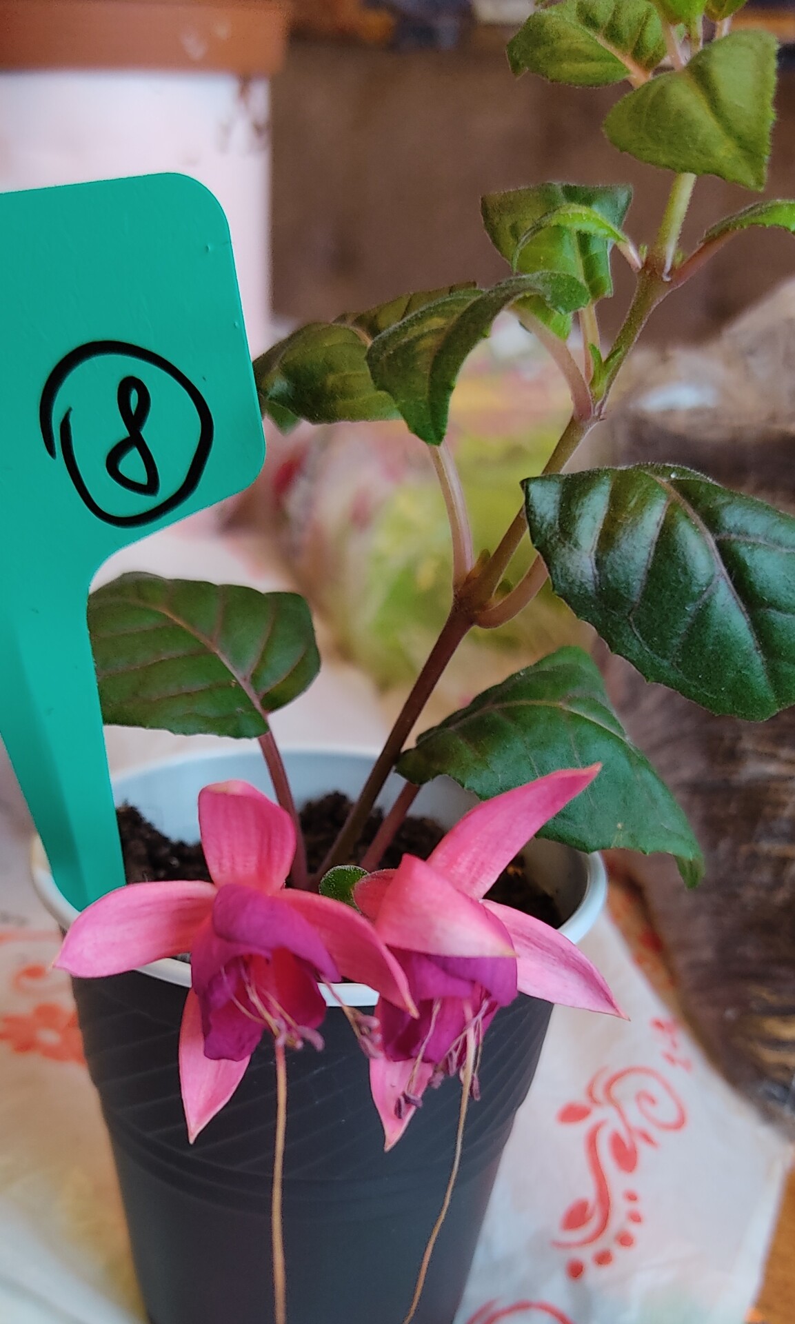 https://rostokmegion.ru/fuchsia