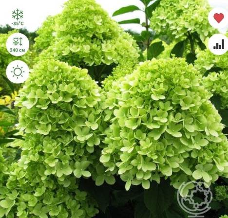 https://rostokmegion.ru/gortenziy-Limelight