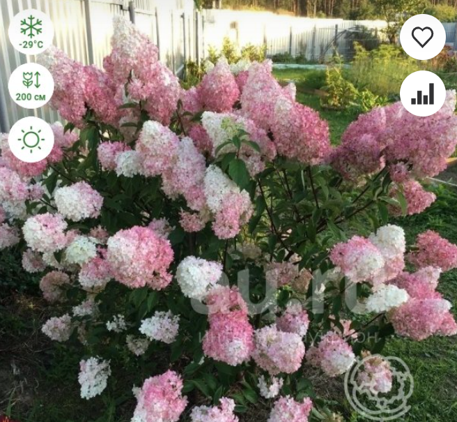 https://rostokmegion.ru/gortenziy-Pink Lady