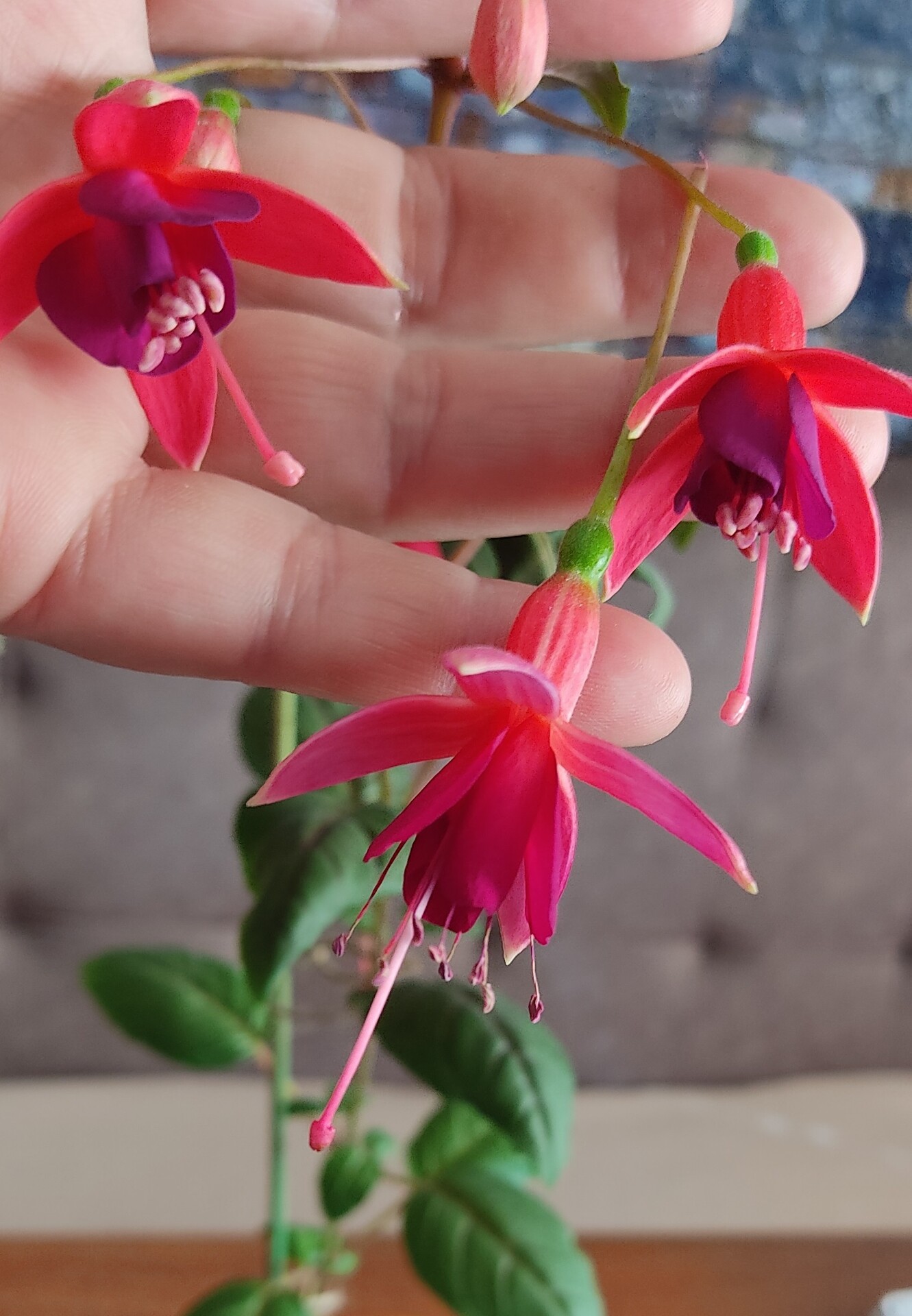 https://rostokmegion.ru/fuchsia