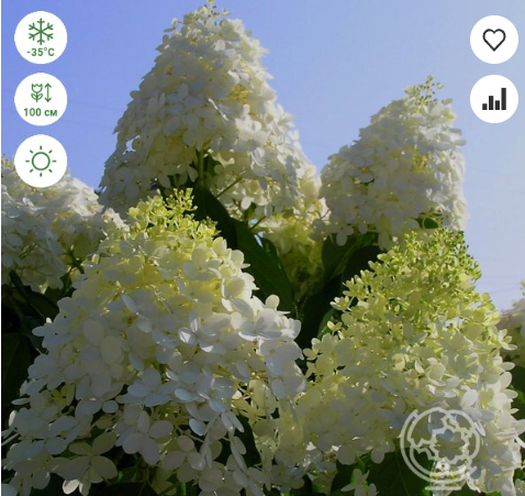 https://rostokmegion.ru/gortenziy-Summer Snow 