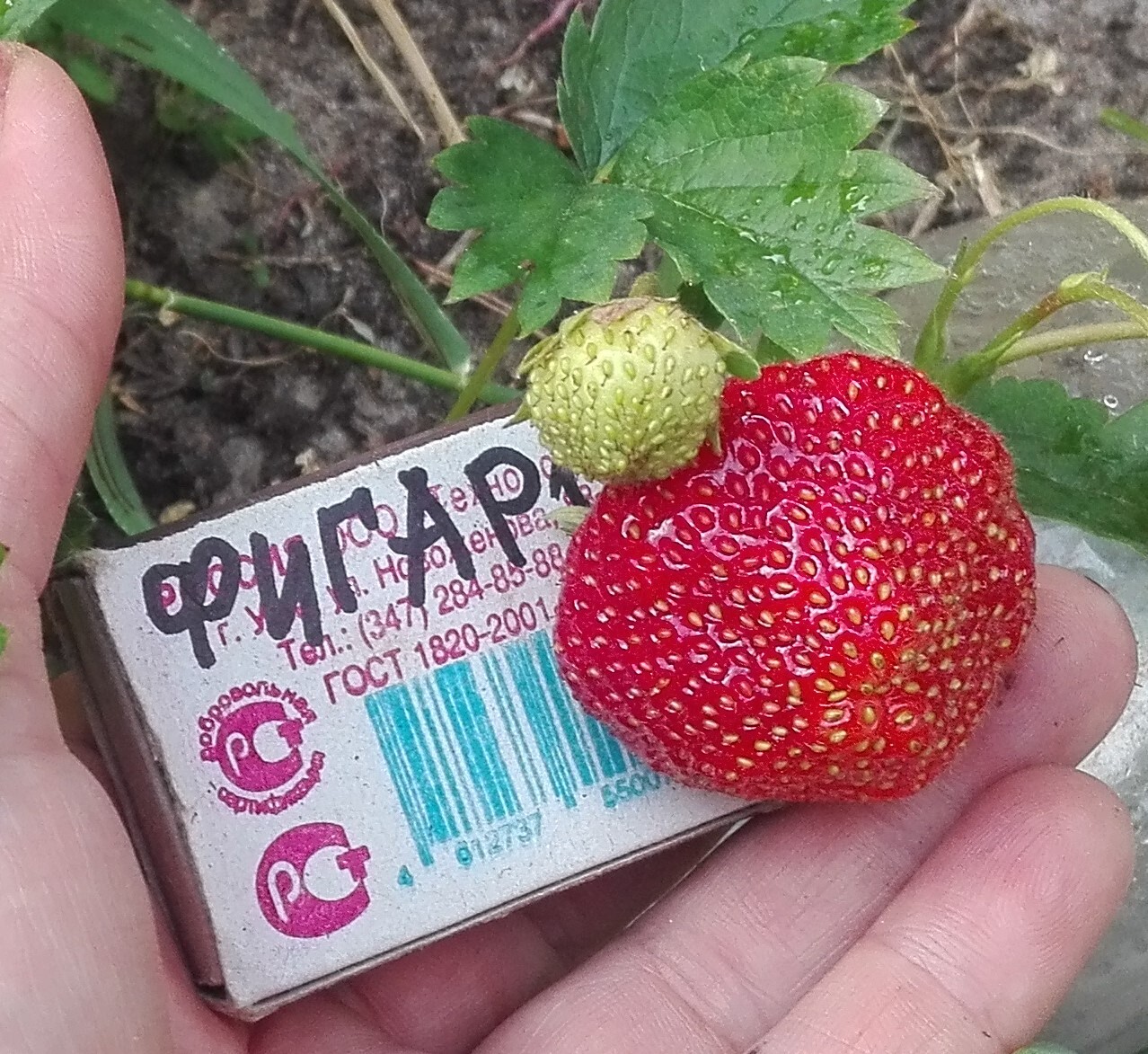 Клубника рассада. Фигаро
