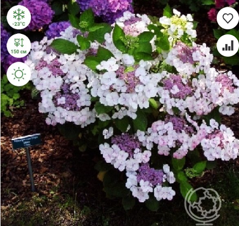 https://rostokmegion.ru/gortenziy-macrophylla Libelle / Гортензия крупнолистная Либелле