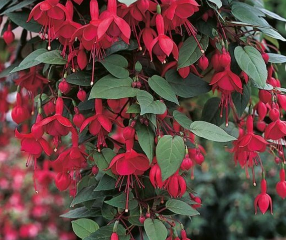https://rostokmegion.ru/fuchsia