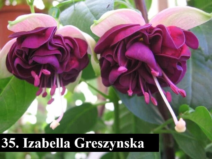 https://rostokmegion.ru/fuchsia