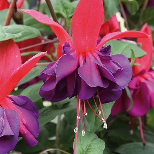 https://rostokmegion.ru/fuchsia