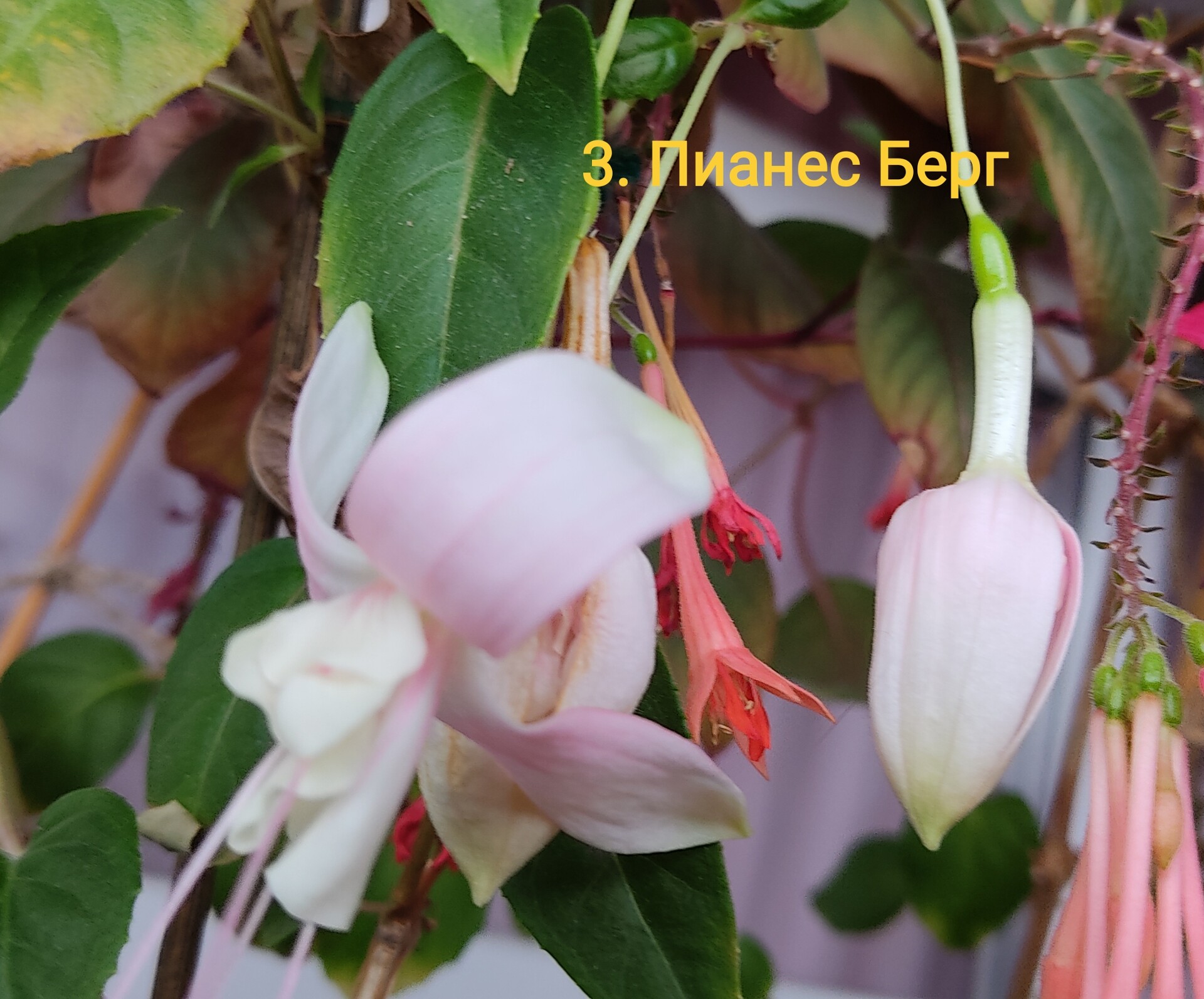 https://rostokmegion.ru/fuchsia