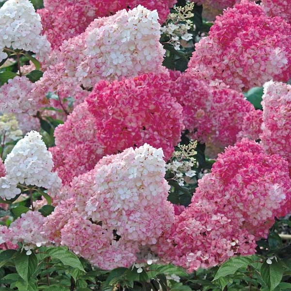 https://rostokmegion.ru/gortenziy-Vanille-Fraise