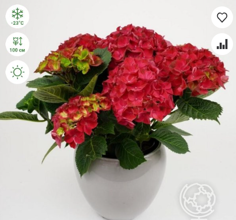 https://rostokmegion.ru/gortenziy-Hydrangea m. Hi Tornado