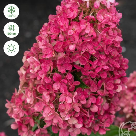https://rostokmegion.ru/gortenziy-Raspberry Pink