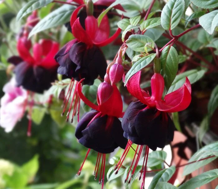 https://rostokmegion.ru/fuchsia