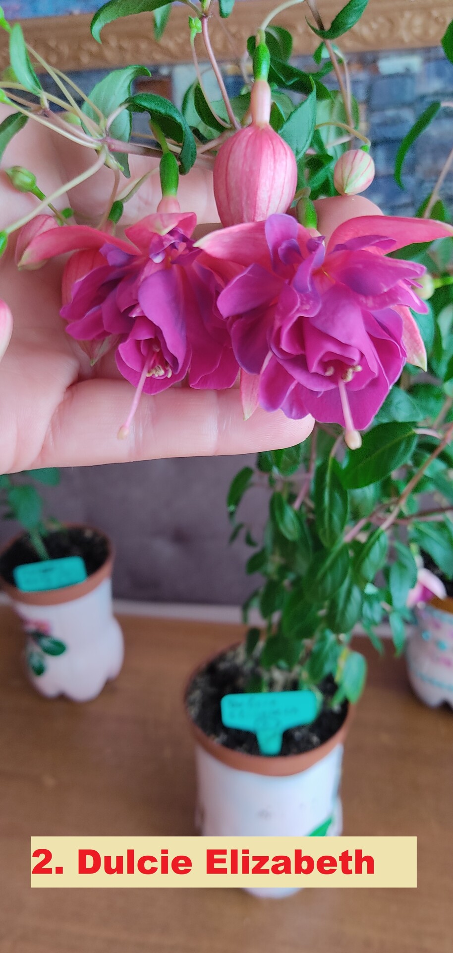 https://rostokmegion.ru/fuchsia