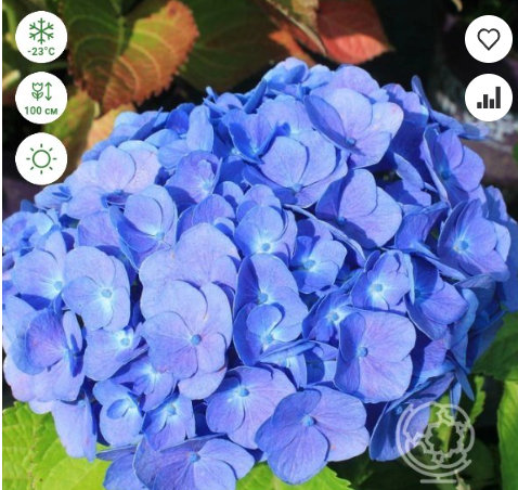 https://rostokmegion.ru/gortenziy-Forever & Ever Blue