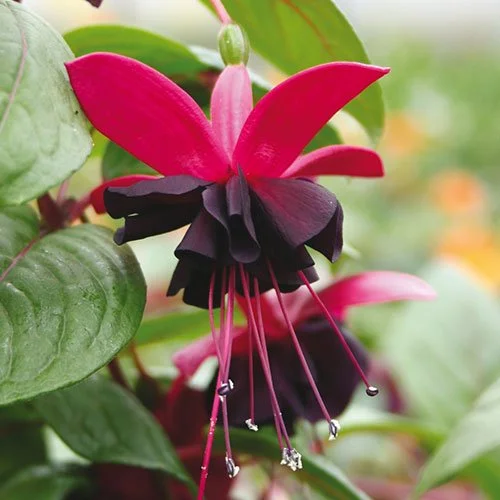 https://rostokmegion.ru/fuchsia