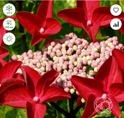 https://rostokmegion.ru/gortenziy-macrophylla Rotschwanz