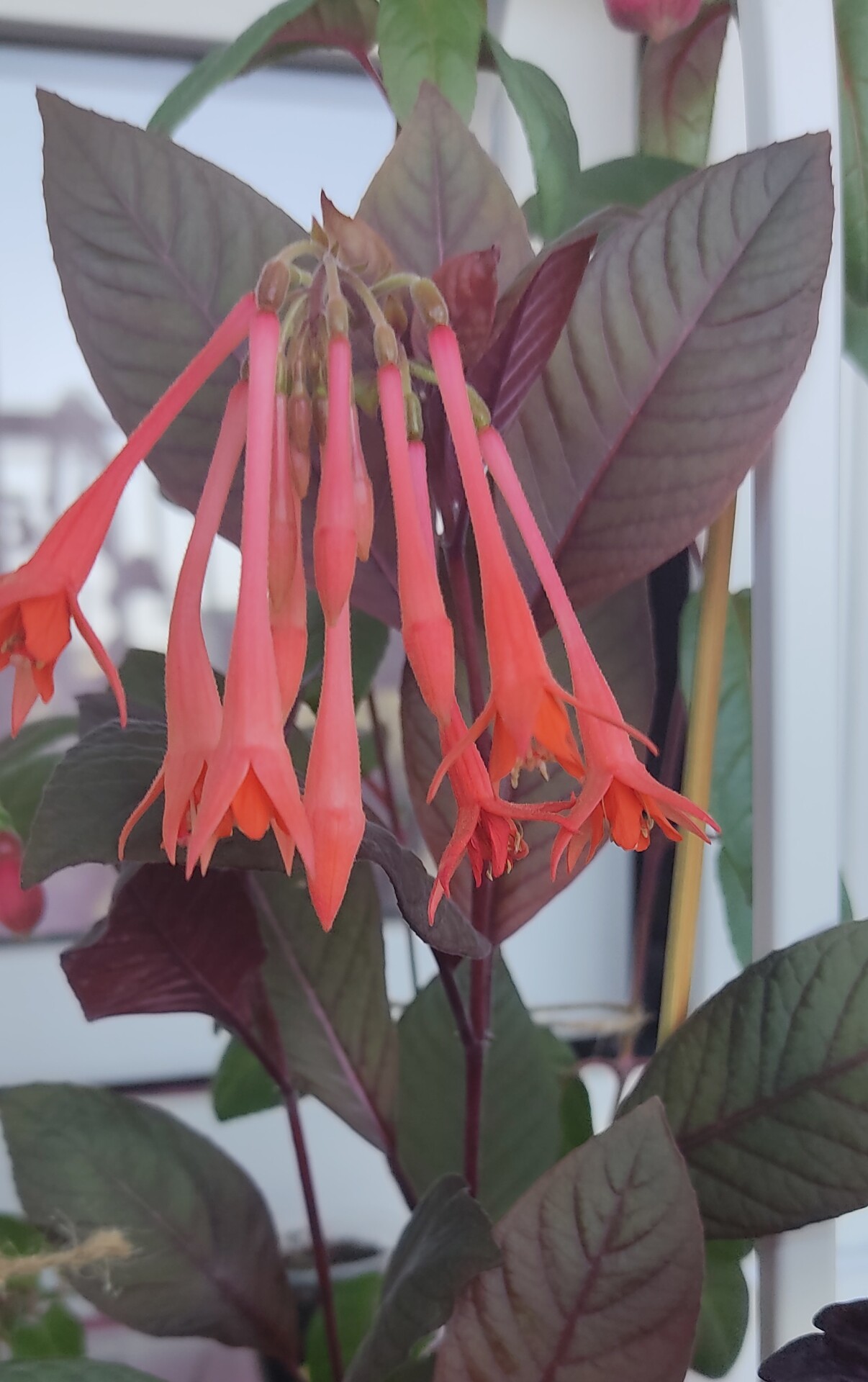 https://rostokmegion.ru/fuchsia