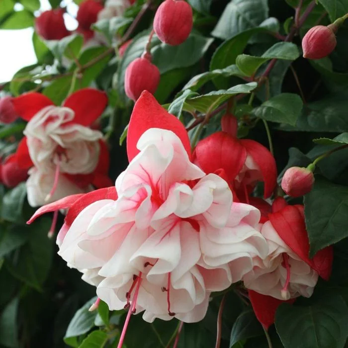 https://rostokmegion.ru/fuchsia