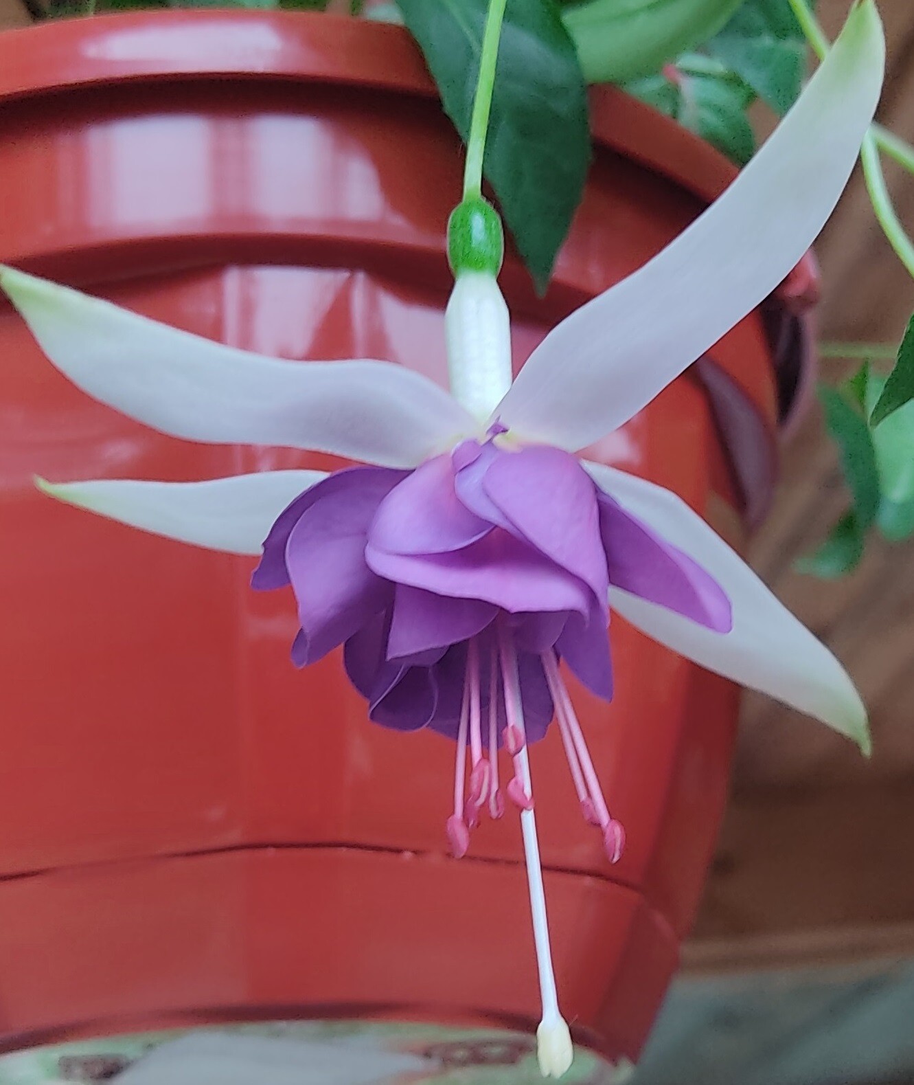 https://rostokmegion.ru/fuchsia