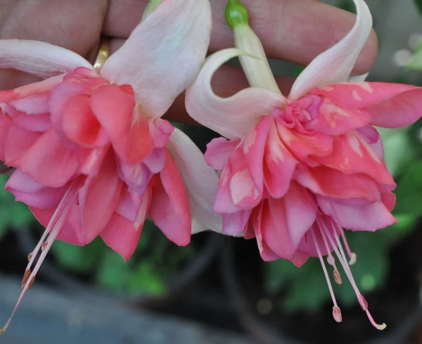 https://rostokmegion.ru/fuchsia