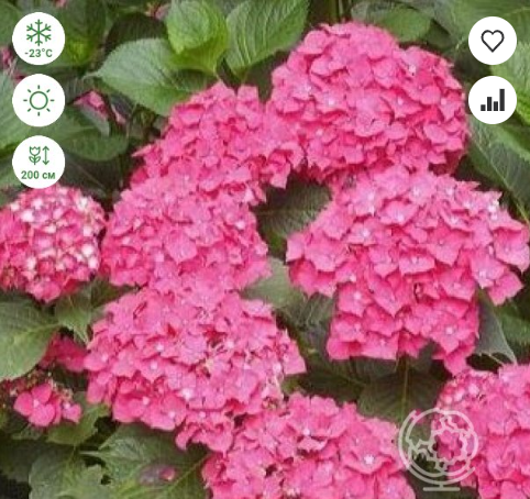 https://rostokmegion.ru/gortenziy-macrophylla Leuchtfeuer / Гортензия крупнолистная Лейхтфейер