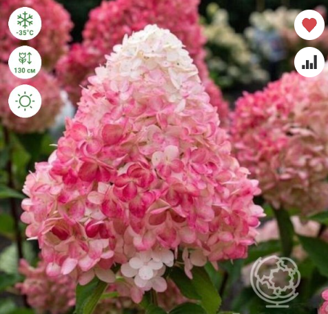 https://rostokmegion.ru/gortenziy-Pink & Rose