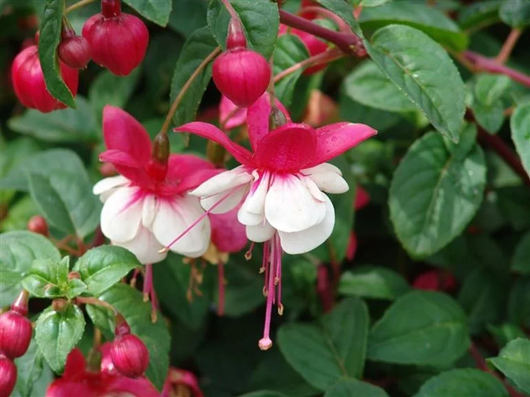 https://rostokmegion.ru/fuchsia