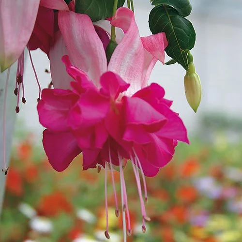 https://rostokmegion.ru/fuchsia